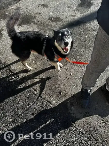 Пропала собака, ул. Голубятникова, Казань - photo