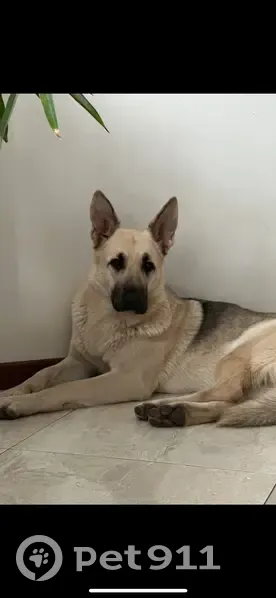 Пропала собака, Татарское МО, лес. - photo