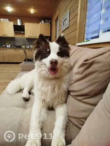 Пропала собака в Плесецке, Архангельская обл. - photo