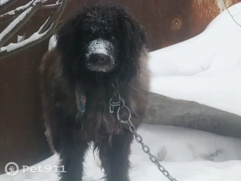 Пропала собака, ул. Добролюбова 41, Тула - photo