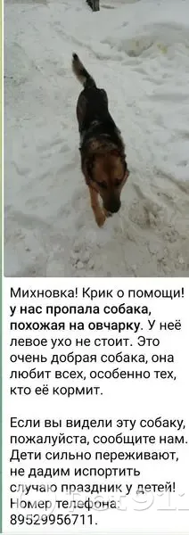 Пропала собака, Михновка, Смоленская обл. - photo