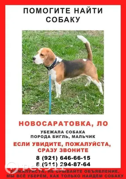 Пропала собака, Новосаратовская 165/9 - photo