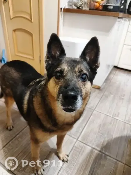 Пропала собака, Центральная ул. 40, Цвелодубово - photo