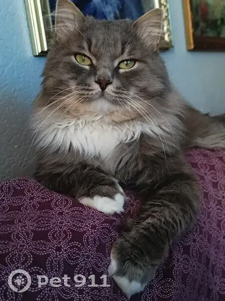 Пропала кошка, Новосергиевская 3, СПб - photo