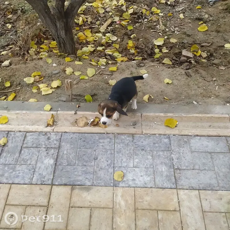 Пропал щенок бигль, Староастраханская, 95 - photo