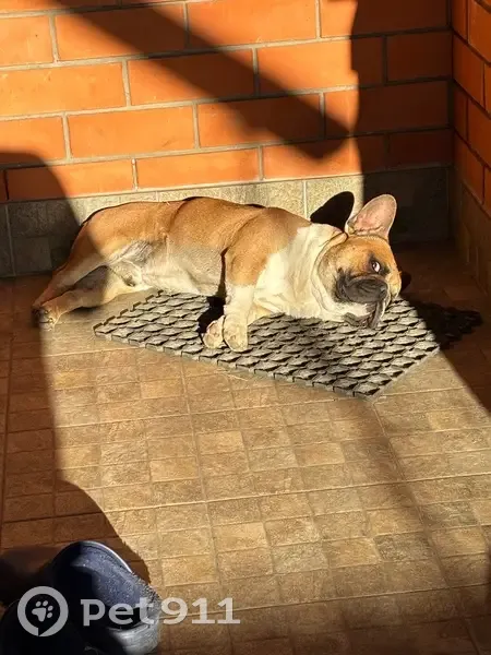 Пропал бульдог, Школьная 370, Майкоп - photo