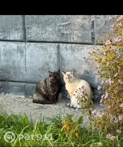 Пропала кошка, ул. Кочубея, Берёзовский - photo