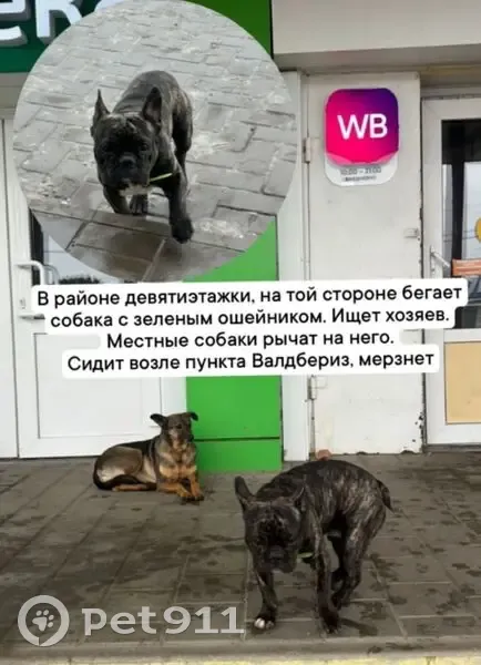 Пропала собака, Раздольная 43, Тихорецк - photo