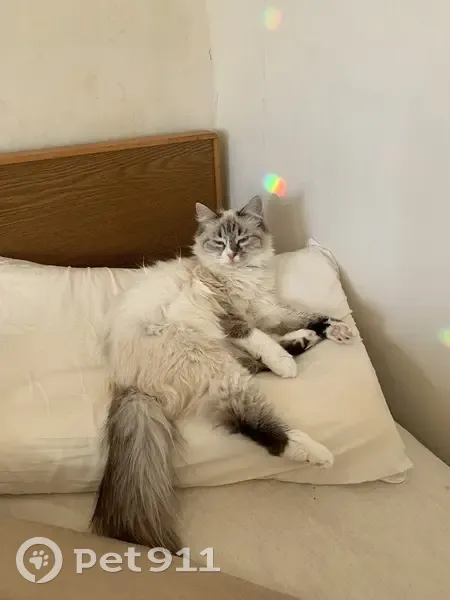 Пропала кошка, ул. Циолковского, Ставрополь - photo