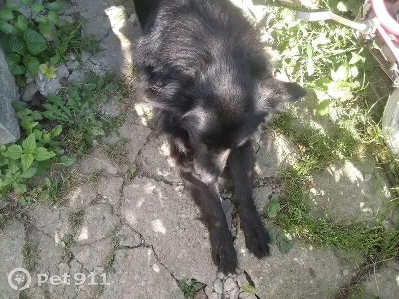 Пропала собака, Частинские Выселки - photo