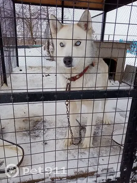 Пропала хаски, ул. Толбухина, 11, Грязи - photo