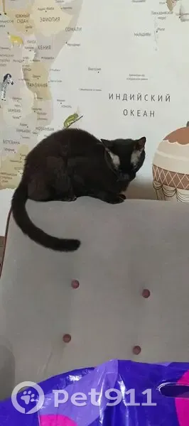 Пропал кот Барсик, Пионерская 23, Балашиха - photo