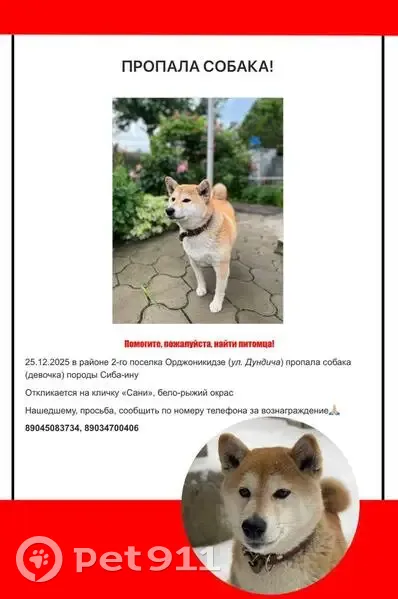 Пропала собака, ул. Дундича, Ростов-на-Дону - photo