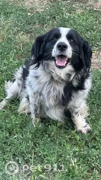 Спаниель пропал на Красной площади, Москва - photo