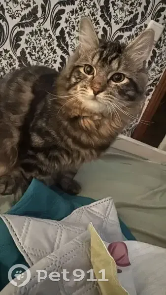 Пропала кошка Боня, Херсонская 30 к2 - photo