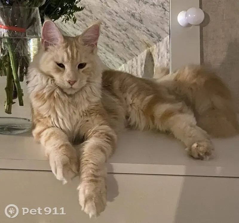 Пропала кошка, Рубиновая 21, Заозерье - photo