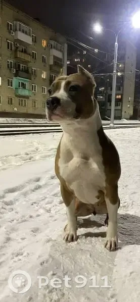 Пропала собака Челси, Саратов. - photo