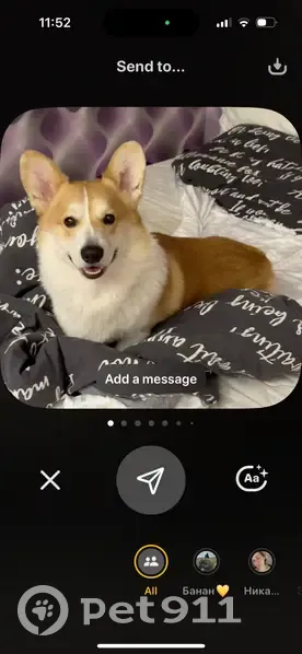 Пропала собака, Солнечная ул., Чишмы - photo