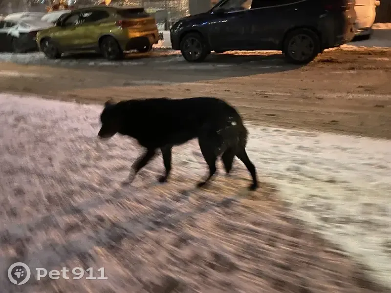 Собака найдена на Берзарина, 30А, Москва - photo