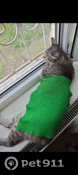 Пропала кошка, ул. Латышских Стрелков, 33 - photo