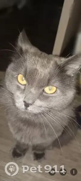 Пропала кошка на ул. Гагарина, 45, Чебоксары - photo