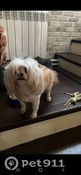 Пропала собака на ул. Кооперативная, Малые Колпаны - photo