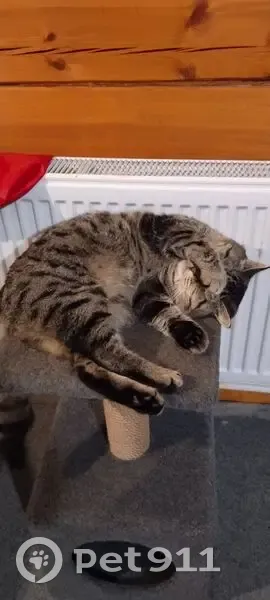 Пропал кот Барсик, ул. Землемеров, Иглино - photo