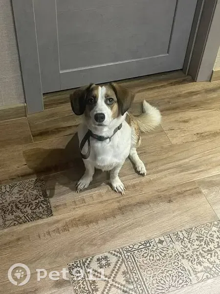 Найдена собака, Полевая ул. 109 к1, Тюмень - photo