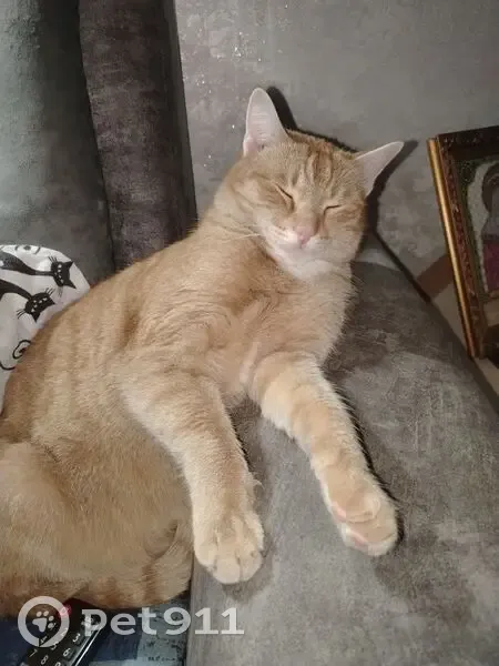 Пропала рыжая кошка, Омск, 6-я Станц. 4 - photo