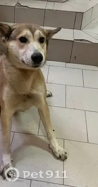 Пропала собака, Инициативная 7, Ростов-на-Дону - photo