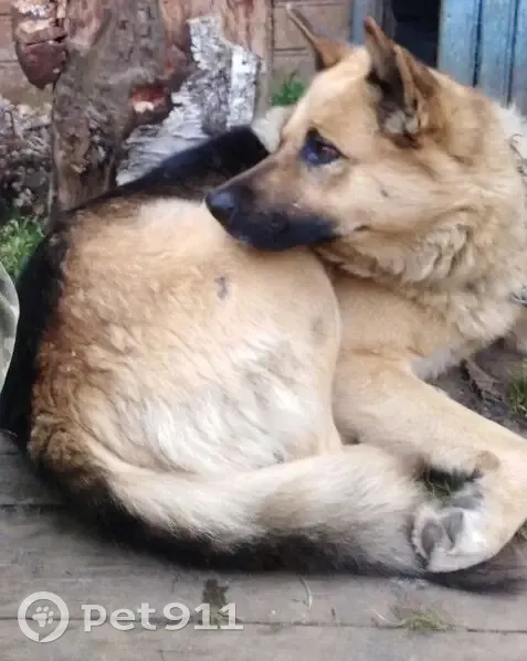 Пропала собака, ул. Карла Маркса, Кадников - photo