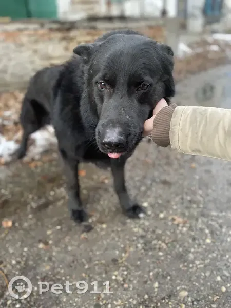 Пропала собака, 07К-027, 501 - photo