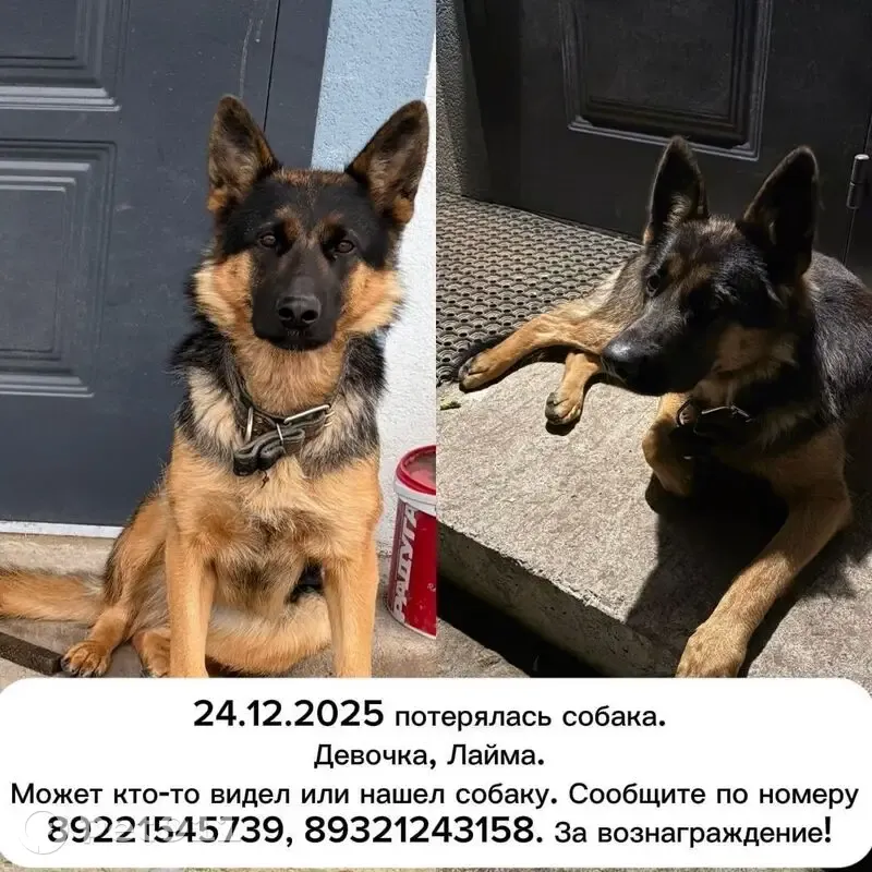 Пропала собака, Комсомольская 9, Лосиный - photo