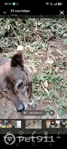 Пропала собака, Волгоград, пр. Героев 38 - photo