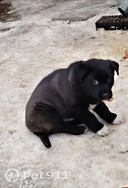 Пропала собака, Типографский пр., 27, Кстово - photo
