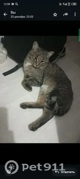 Пропала кошка Тима, Юбилейный 10, Нефтекамск - photo