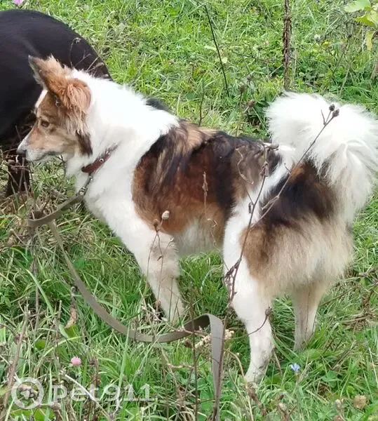 Пропала собака, Коммунистический 190 к3 - photo