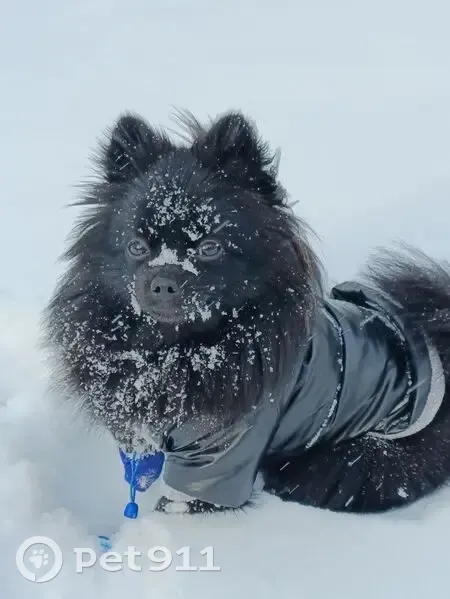 Пропала собака, Строительная 8, Хабаровск - photo