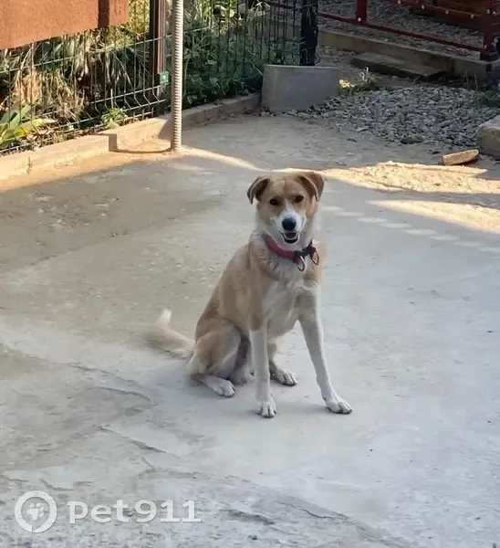 Пропала собака, Безымянный пер., 2, Белореченск - photo