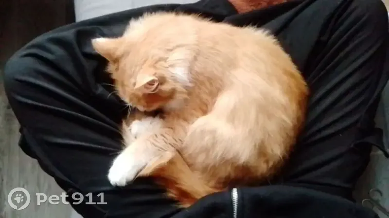 Пропала рыжая кошка, ул. Свободы, Иглино - photo