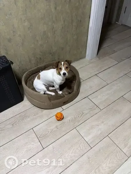 Пропала собака, Лебедянское шоссе, Липецк - photo