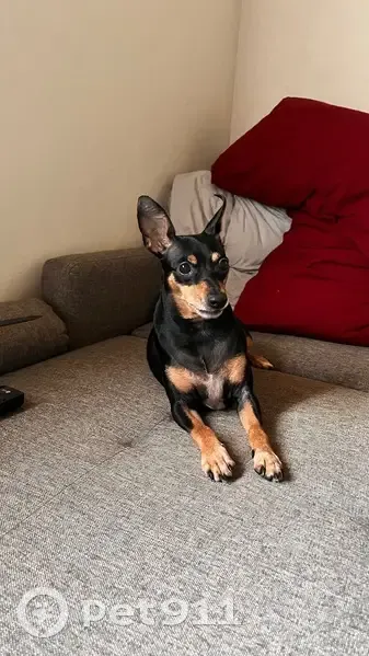 Пропала собака, Рязань, Рязанская обл. - photo