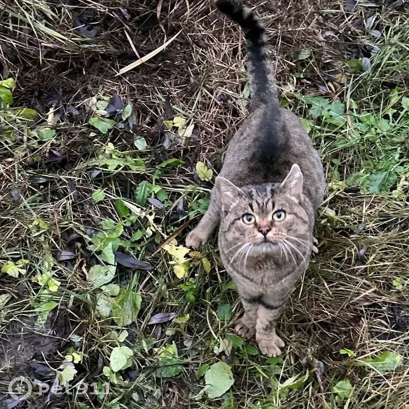 Пропала кошка, Спортивный пер., 6, Данков - photo
