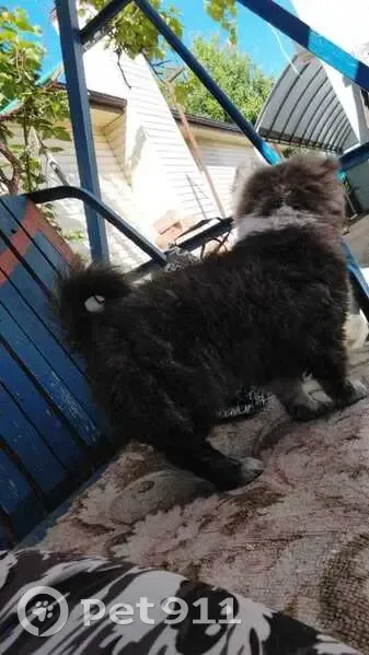 Пропала собака, Зелёная ул. 47А, Курганинск - photo