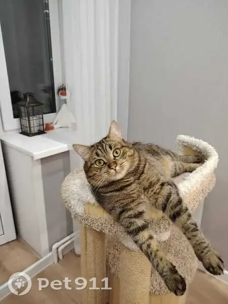 Пропал кот Степа, Ермакова 3, Кострома - photo