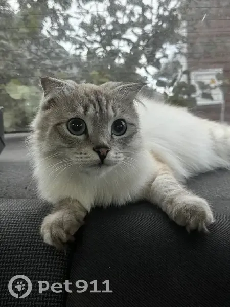 Пропала кошка, 3-я Заозёрная, 7, Омск - photo