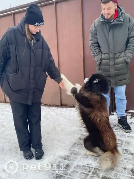 Пропала собака, Некрасовская 43А, Ростов - photo