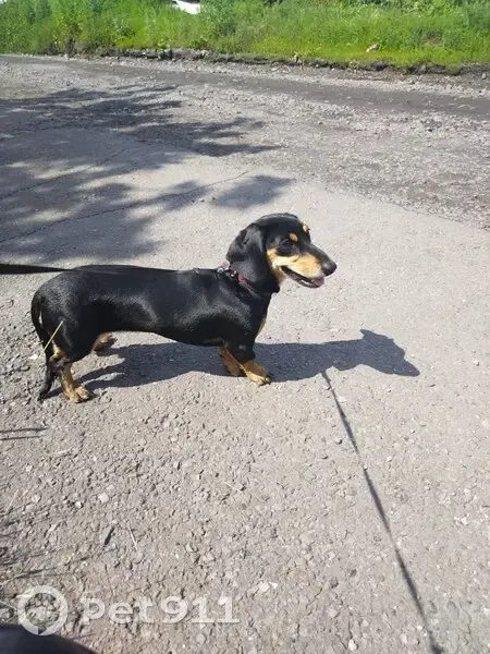 Пропала собака, Ручейная ул., Куртуково - photo