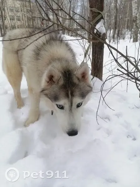 Хаски найден на Южном бульваре, Н. Новгород - photo