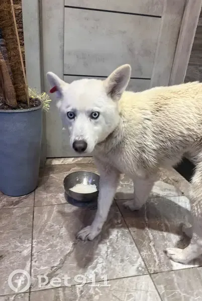 Найдена собака, Набережная ул., Оренбург - photo